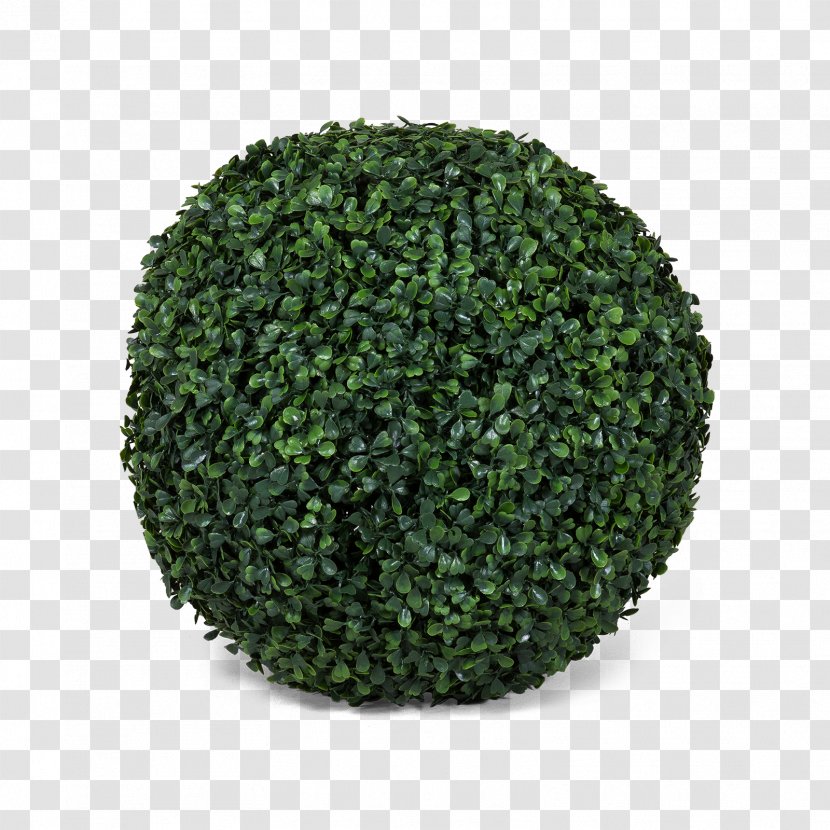 Tree Shrub - Grass - Trifolium Transparent PNG