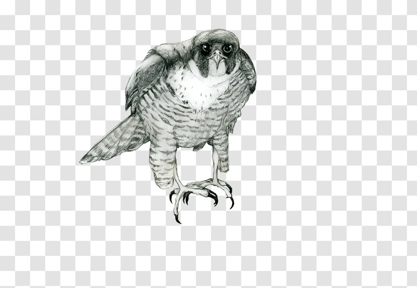 Owl Hawk Drawing Beak /m/02csf Transparent PNG