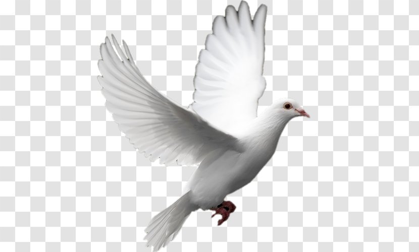 Columbidae Doves As Symbols Release Dove Peace Clip Art - Tail - Symbol Transparent PNG