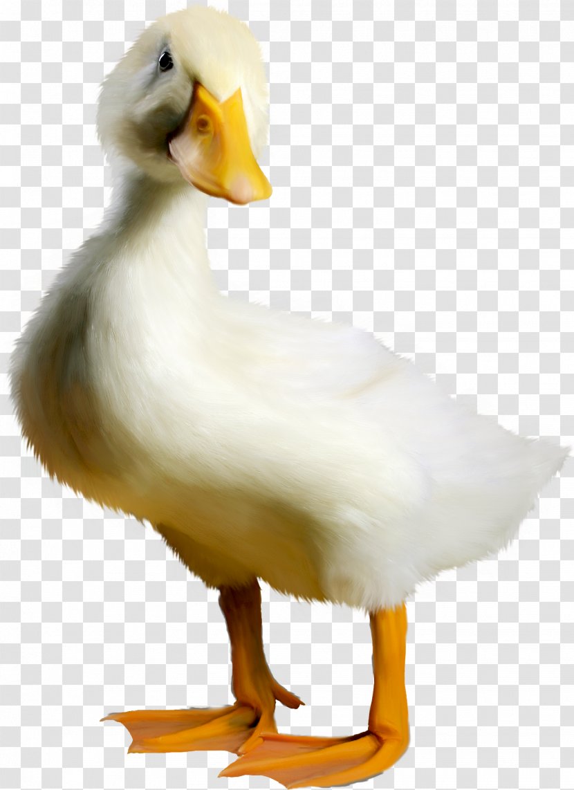 Duck Goose Bird - Water - Stay Meng Cute Little Transparent PNG