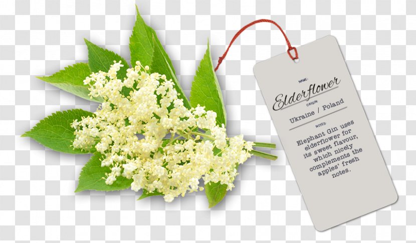 Elderflower Cordial Floral Design Flavor Extract Electronic Cigarette Aerosol And Liquid - Cut Flowers - Flower Transparent PNG