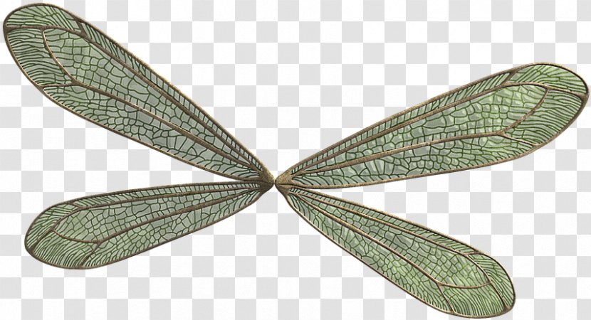 Insect Leaf Wing Net-winged Insects Dragonflies And Damseflies - Symmetry Plant Transparent PNG