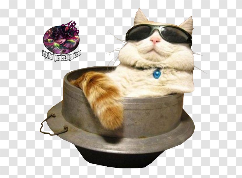 Cat Sunglasses Kitten Felidae - Bed Transparent PNG