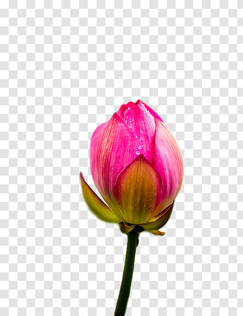 Tulip Plant Stem Cut Flowers Petal Bud Transparent PNG