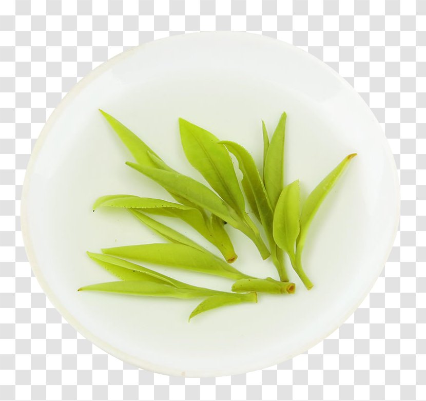 Xinyang Maojian Tea Green U6bdbu5c16u8336 - Selenium - After Brewing Transparent PNG