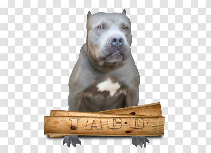 Dog Breed American Pit Bull Terrier Staffordshire Transparent PNG