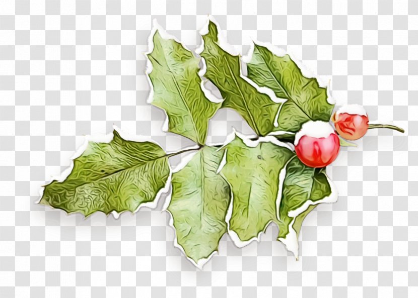 Holly - Watercolor - Food Plane Transparent PNG