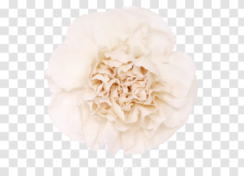 Cabbage Rose Carnation Garden Roses Cut Flowers - Order - Flower Transparent PNG