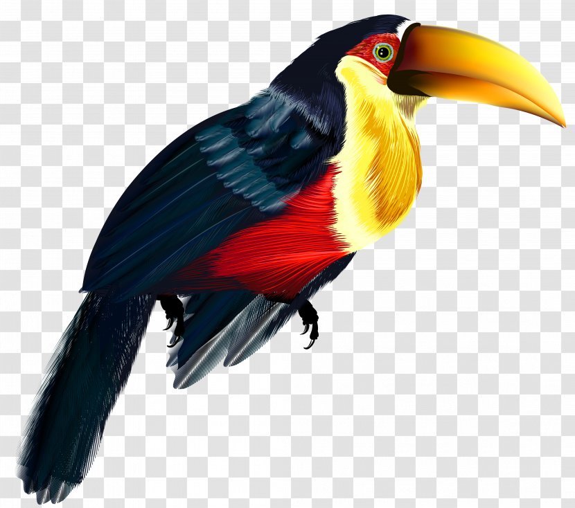 Bird Keel-billed Toucan Parrot Owl - Keelbilled - Birds Transparent PNG