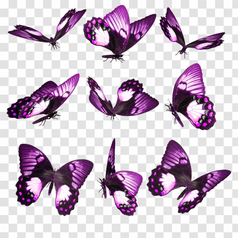 Butterfly Insect Desktop Wallpaper Google Play Android - Pink Transparent PNG