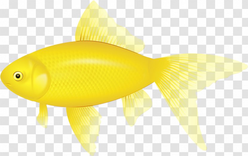 Fish Yellow Fin Goldfish - Bonyfish Transparent PNG