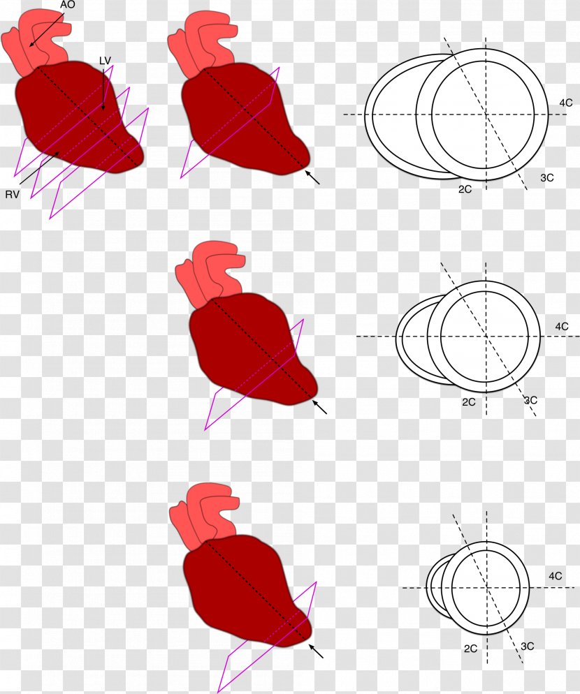 Heart Anatomy Ventricle Petal - Red Transparent PNG