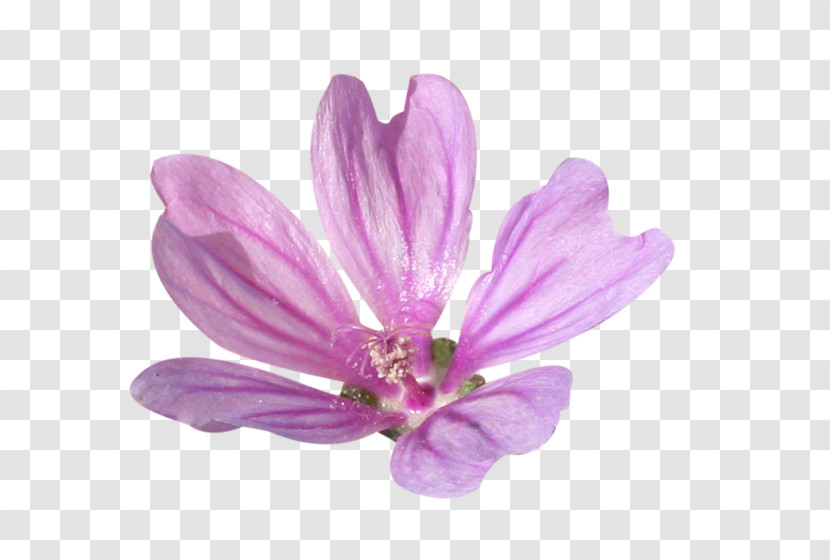 Petal Violet Pink Purple Flower Transparent PNG