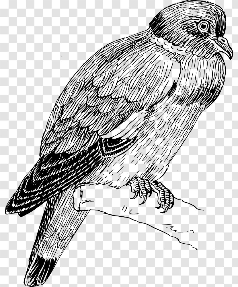 Hawk Eagle - Wildlife Transparent PNG