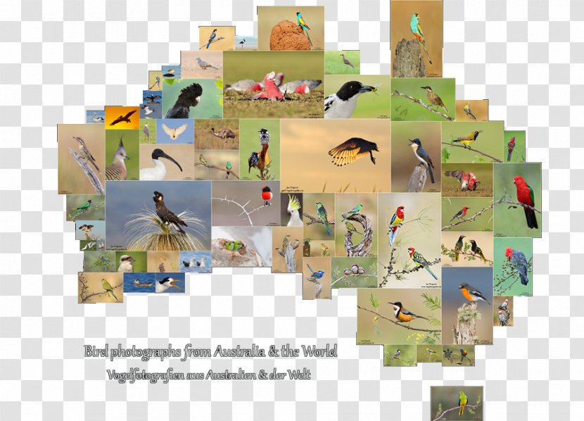 Australia Bird Photography - Copyright Transparent PNG