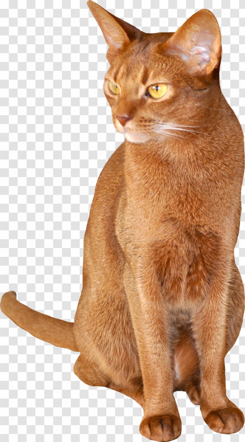 Abyssinian Chausie Burmese Cat German Rex Somali - Cats Transparent PNG