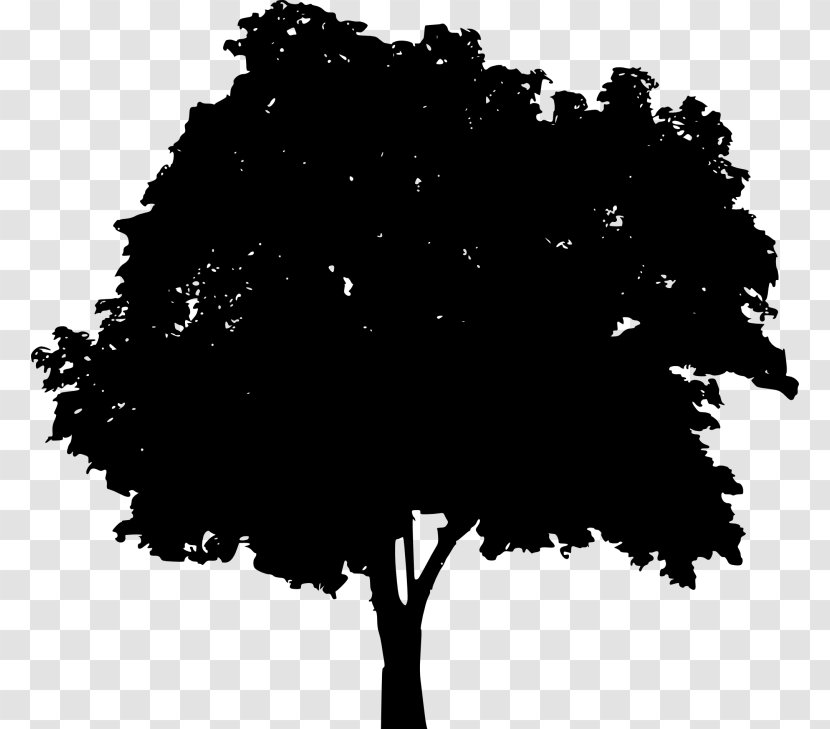 Silhouette Vector Graphics Photography Illustration Image - Tree Transparent PNG