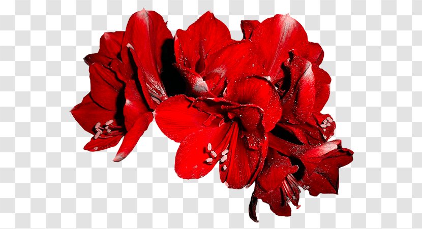 Cut Flowers Vase Petal Amaryllis - Carmine - Flower Transparent PNG