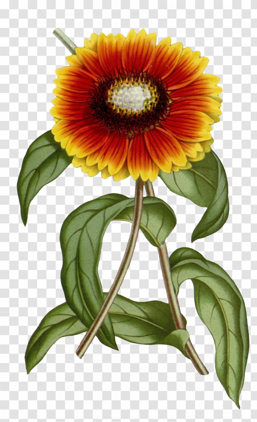 Gaillardia Pulchella Xd7 Grandiflora Common Sunflower Botany - Flore Des Serres Et Jardins De Leurope - Chrysanthemum Transparent PNG