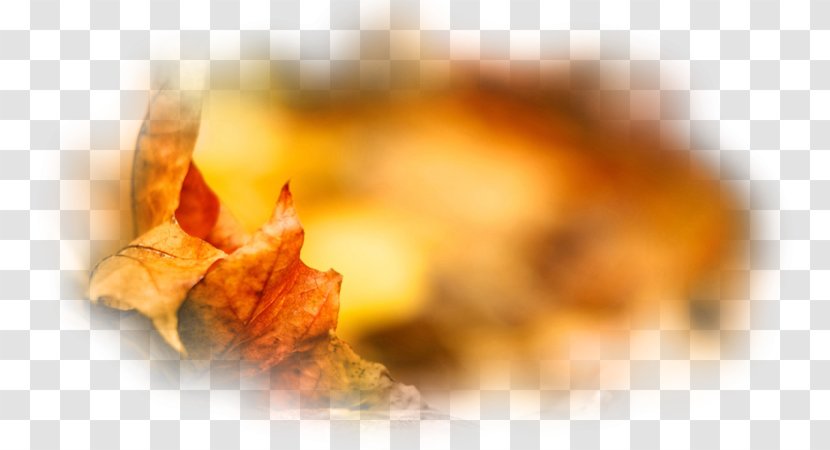 Autumn Desktop Wallpaper Painting Leaf Transparent PNG