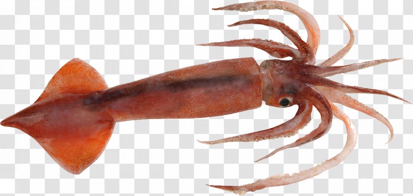 Squid As Food Nototodarus Sloanii Cephalopod Gladius - Decapoda Transparent PNG