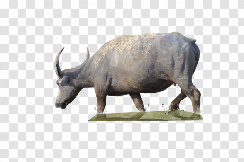 Cattle Water Buffalo 3D Computer Graphics - Wildlife - Bison Transparent PNG