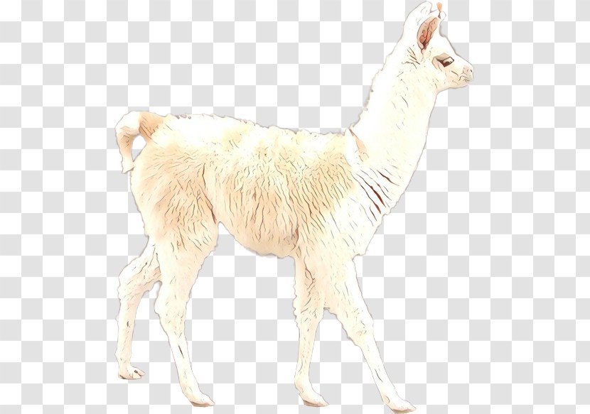 Llama Alpaca Guanaco Fur Terrestrial Animal - Wildlife - Mammal Transparent PNG