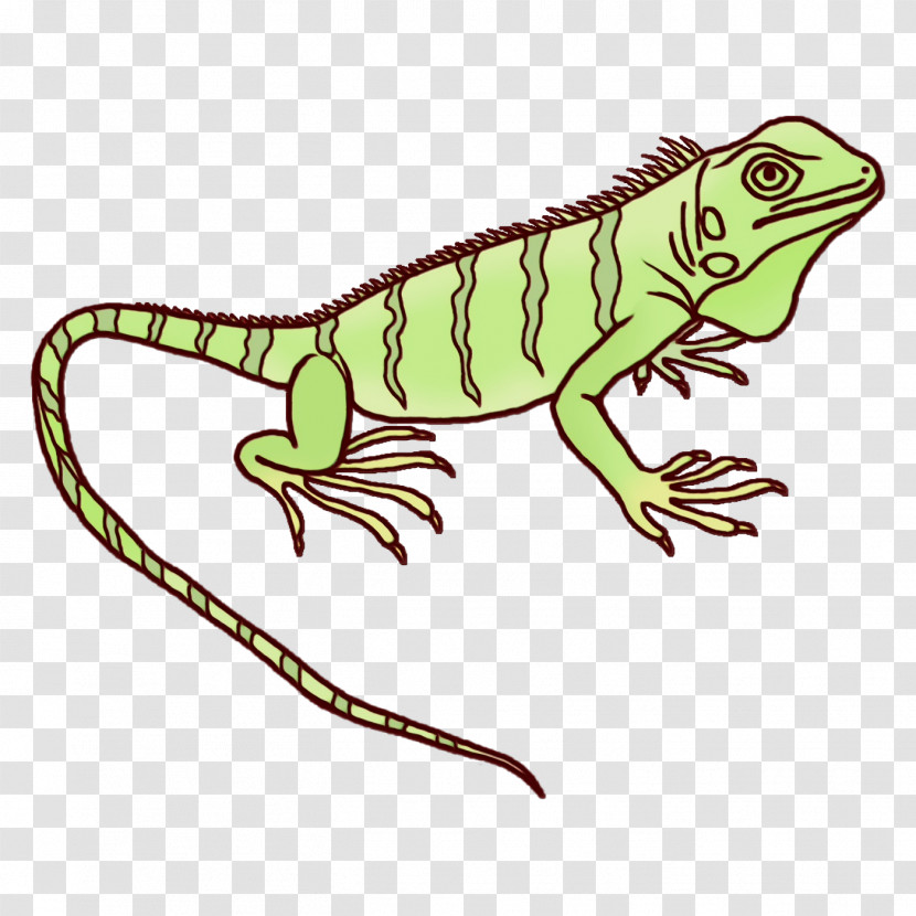 Common Iguanas Amphibians Iguanas Green Iguana Character Transparent PNG