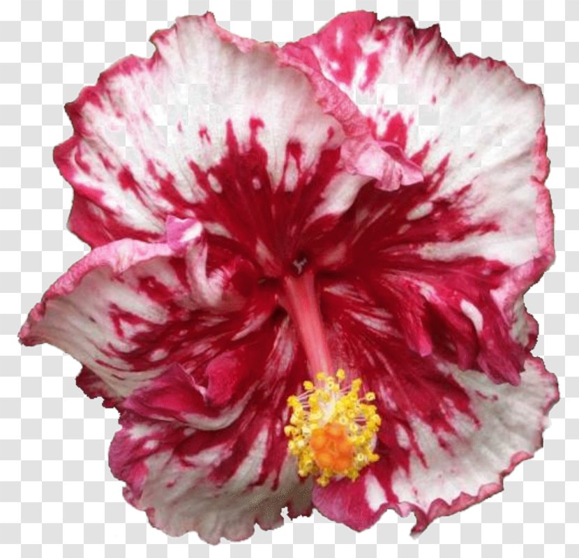 Hibiscus Cut Flowers - Flower Transparent PNG