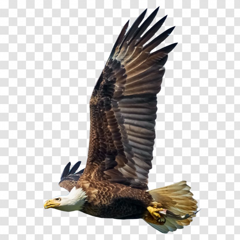 Bald Eagle Bird Hawk Vulture Transparent PNG