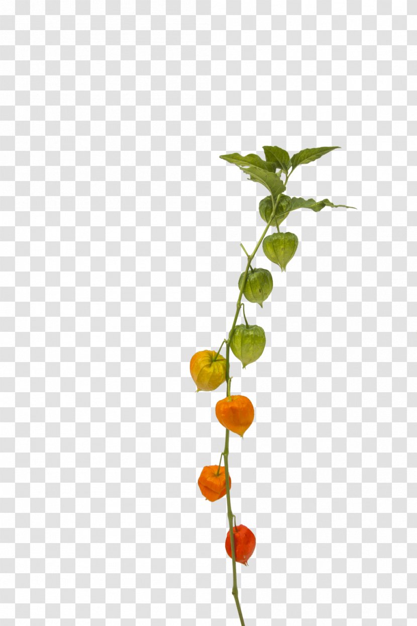 Plant Stem Flower Leaf Autumn Fruit Transparent PNG