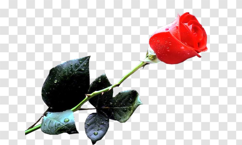 Desktop Wallpaper High-definition Video Rose Clip Art - Flowering Plant Transparent PNG