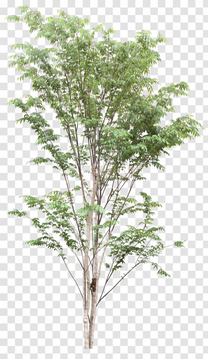 Tree Plant .dwg Clip Art - Shrub - Green Transparent PNG