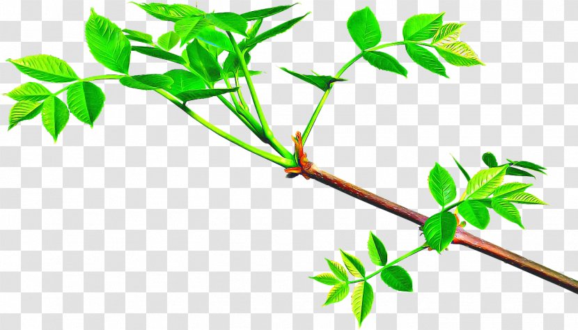 Laptop Background - Television Show - Twig Tree Transparent PNG