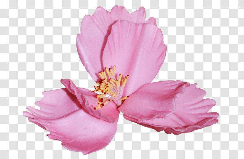 Flower Petal Clip Art - Blossom Transparent PNG