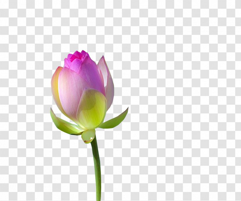 Download Nelumbo Nucifera Icon - Bud - Lotus Transparent PNG