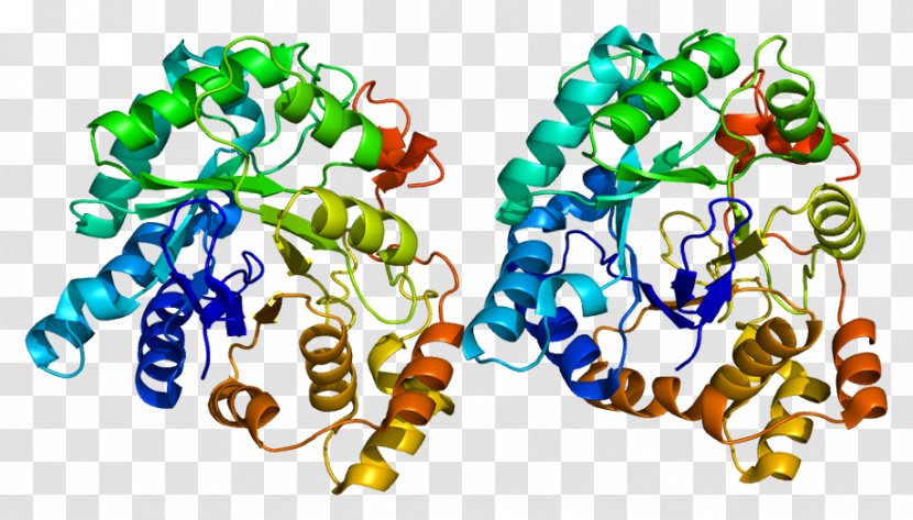 AKR1C3 Aldo-keto Reductase Enzyme 17β-Hydroxysteroid Dehydrogenase Gene - Heart - Watercolor Transparent PNG