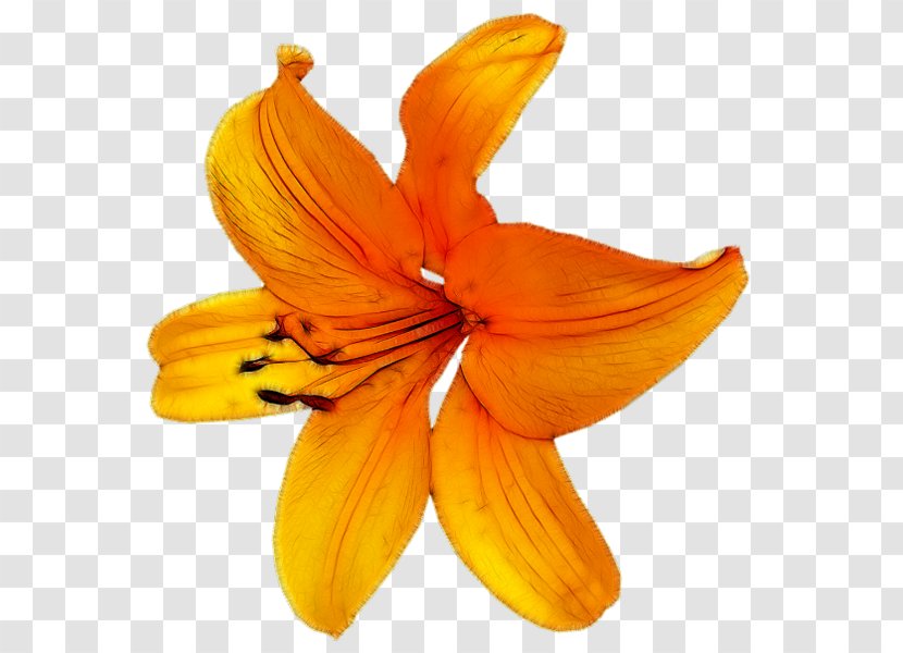 Flower Petal Orange - Flowering Plant Transparent PNG