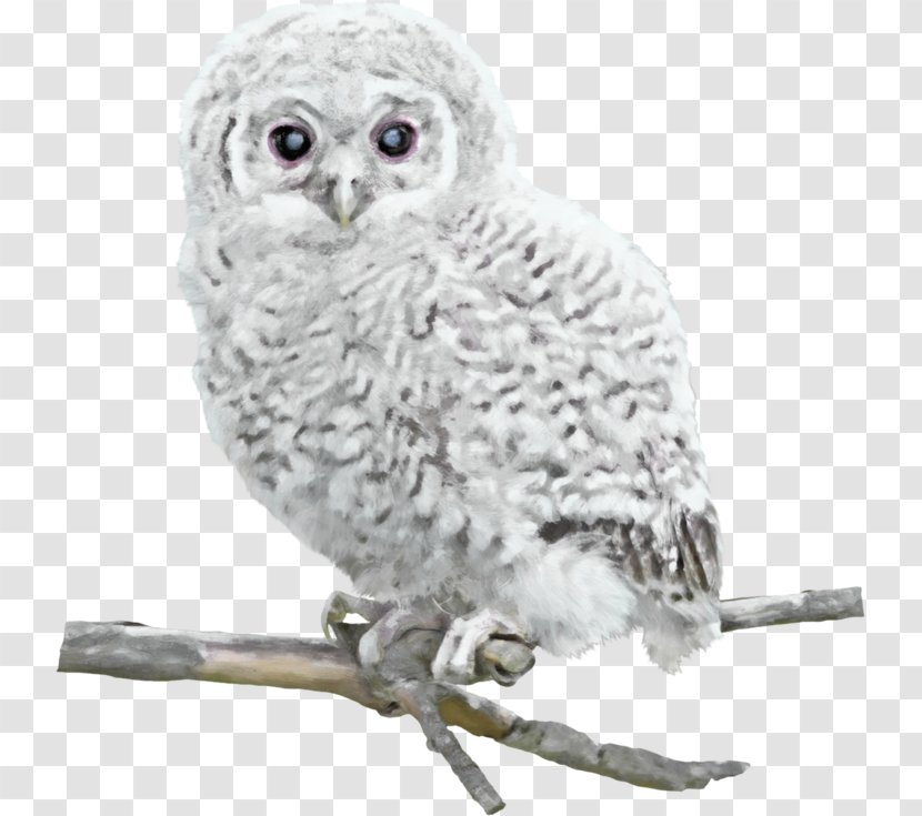 Great Grey Owl Bird Snowy - White Transparent PNG
