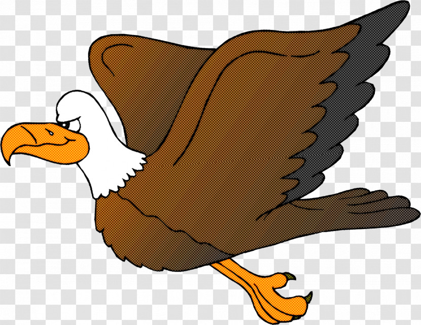 Bird Cartoon Eagle Beak Golden Eagle Transparent PNG