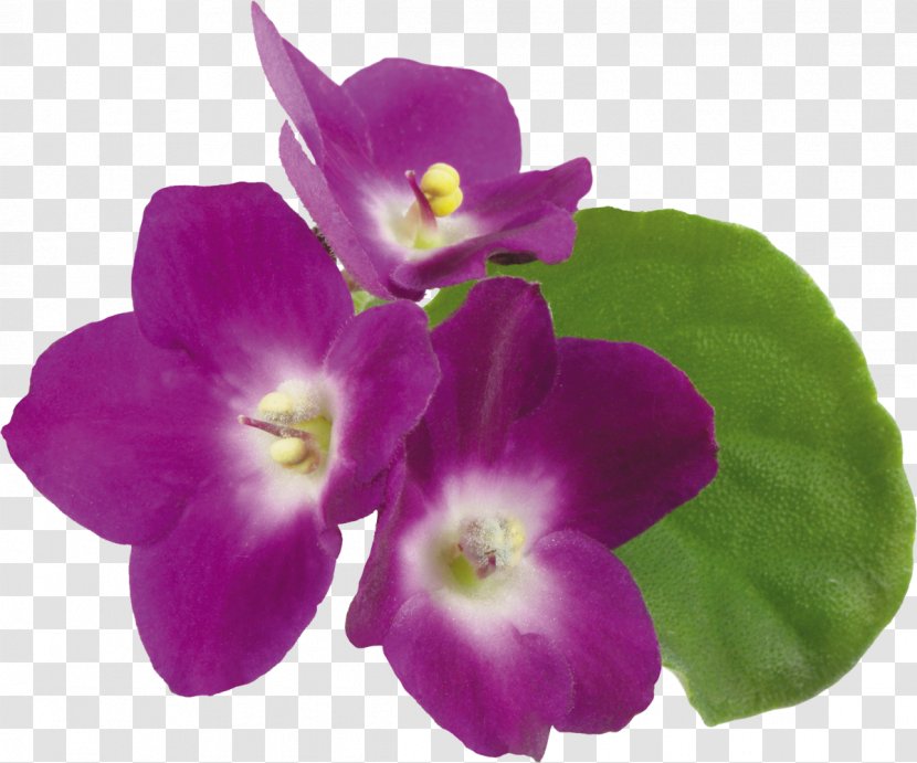 Violet Flower Clip Art Transparent PNG