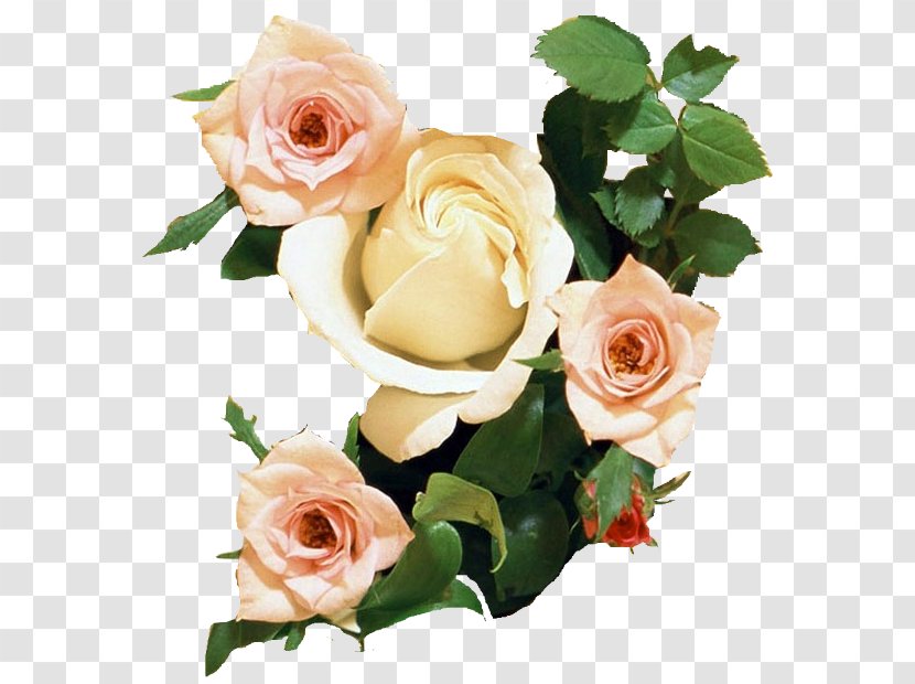 Rose Desktop Wallpaper Flower Bouquet Display Resolution - Order - Gif Transparent PNG