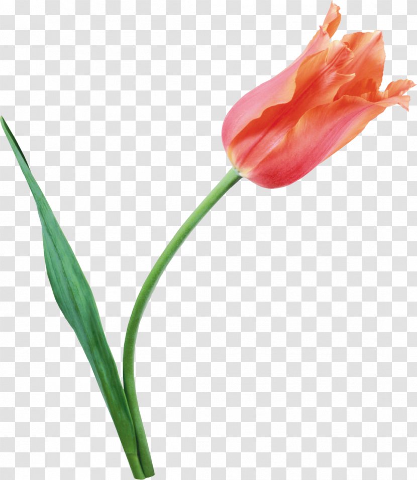 Tulip Flower Clip Art - Bud Transparent PNG