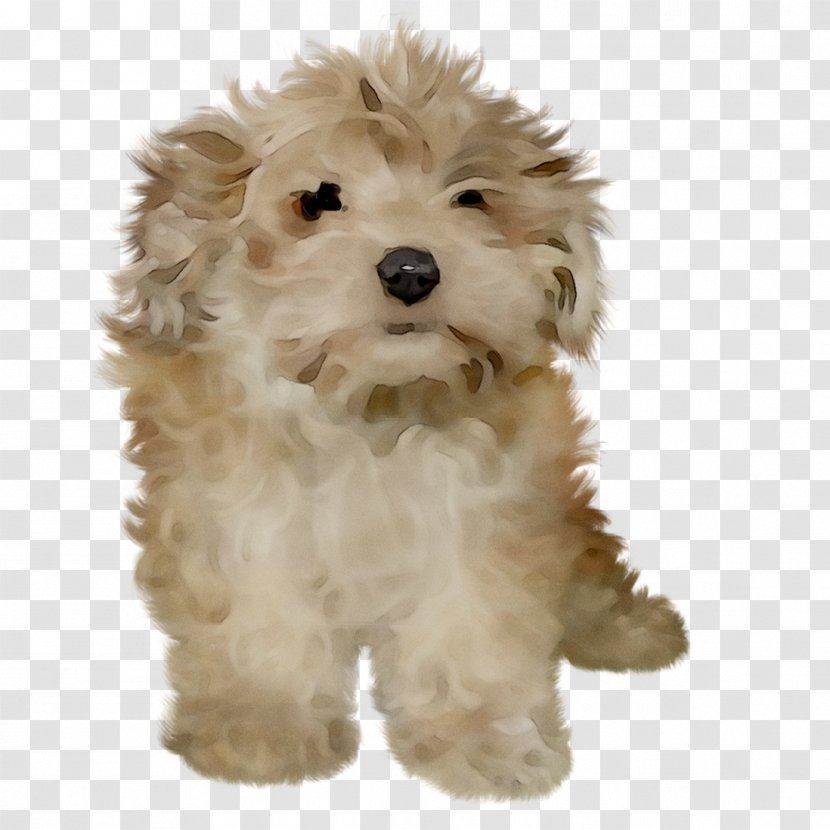 Cockapoo Cavapoo Schnoodle Dog Breed Miniature Poodle - Toy Transparent PNG