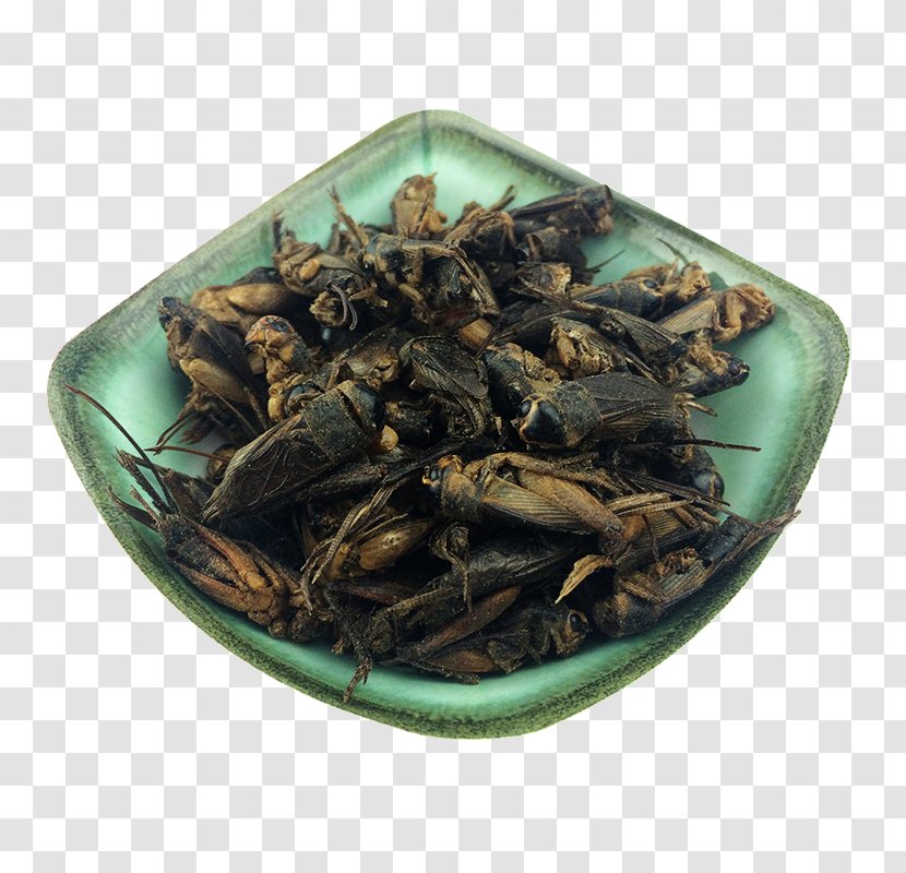 Insect Cricket - Chinese Herbology - Ming Insects Crickets Night Medicines Transparent PNG