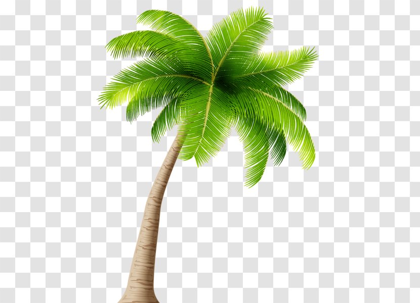 Arecaceae Coconut Tree Clip Art - Bud Transparent PNG