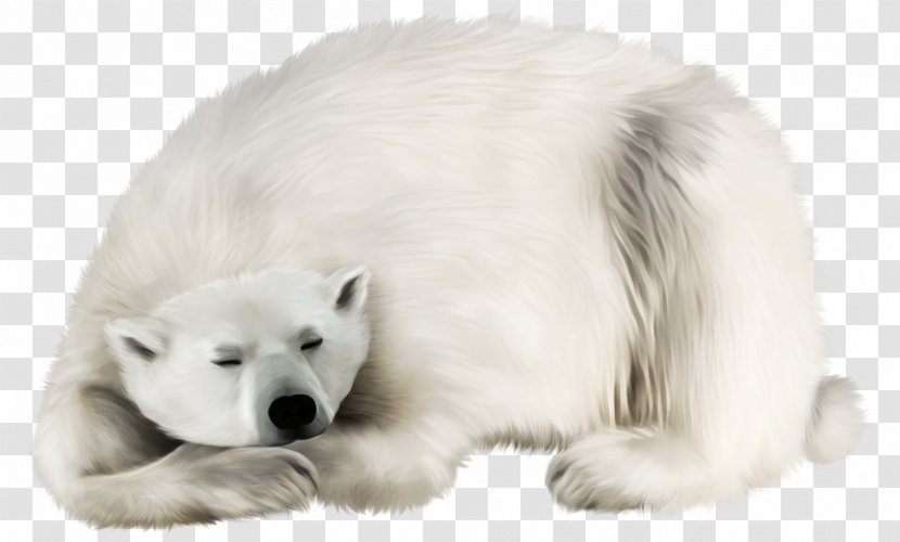 Polar Bear Woman Breed Group (dog) May February - Julie Bell - White Transparent PNG