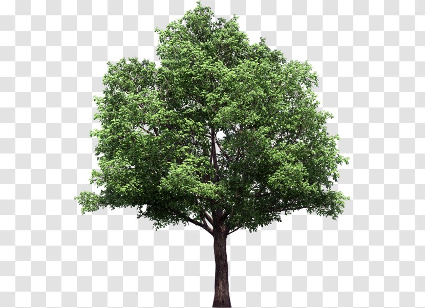 Narra Rosewood Red Sandalwood Tree - Branch Transparent PNG