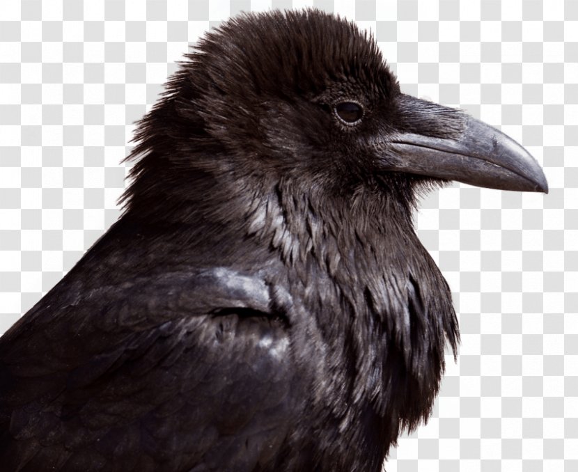 Bird Crow Common Raven Transparency - House Transparent PNG