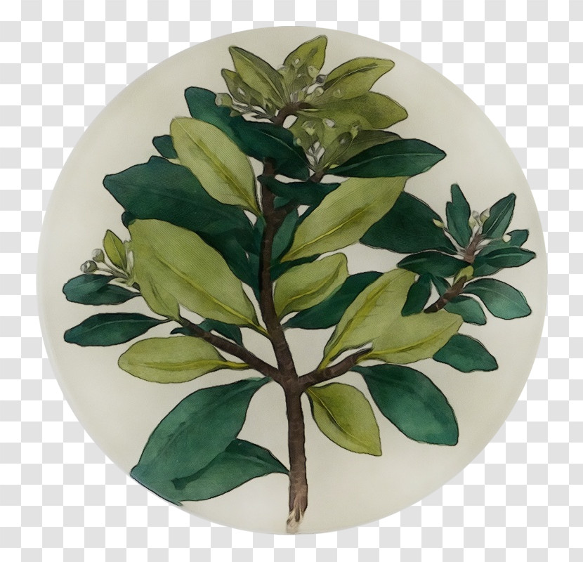 Leaf Flowerpot Houseplant Herb Science Transparent PNG